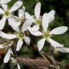 amelanchier lamarckii 781555 2