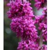 cercis chinensis Avondale 1