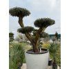 Olea europea Ponpon