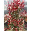 Photinia fraseri red robin cespuglio