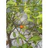 CITRUS "Nobilis" [Mandarino]