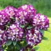 rhododendron happydendron pushy purple a96