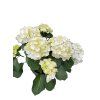 Hydrangea mophead mix