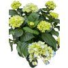 Hydrangea mophead mix