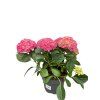Hydrangea mophead mix