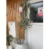EUCALYPTUS GUNNII Clt. 9
