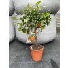 Citrus ret Clementin
