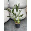 Strelitzia reginae s