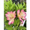 Alstroemeria Summer Paradise