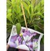 Alstroemeria Summer Paradise