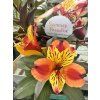 Alstroemeria Summer Paradise