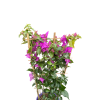 Bougainvillea alexandra trellis