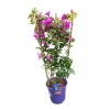 Bougainvillea alexandra trellis