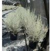 Eremophila nivea K7