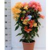 Bougainvillea 80cm
