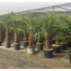 Chamaerops excelsa 30/40