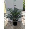 Cycas revulata K9