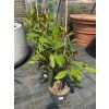 Magnolia grandiflora 8/10L