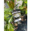 Magnolia grandiflora 8/10L