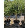 Olea europaea Media copa