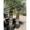 Yucca rostrata 100/125cm