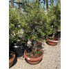Olea europaea tarrina