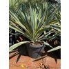 Yucca variegata