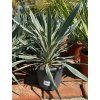 yucca gloriosa silver