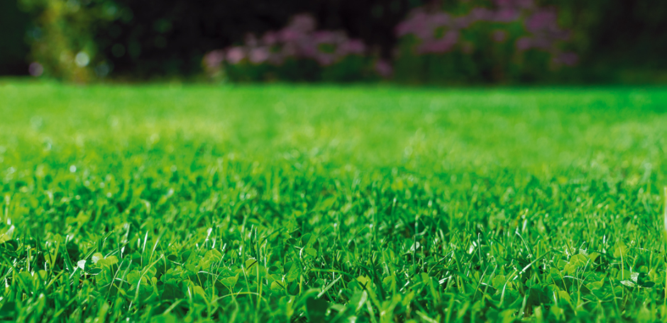 DLF Turfline Eco-Lawn EasyGreen – hustý zelený trávnik s Microclover