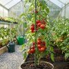 Opěrné tyče k rostlinám kovové poplastované 10 ks – 150 cm x 8 mm