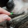 26104 Zecken Entferner Set Zeckenbiss Hund