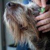 Zecken enfternen beim Hund 26104