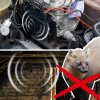 78580 Marder Frei Dual im Auto im Haus