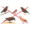 Falcon obrazek