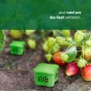 666266 Schnecken vertreiben Erdbeeren