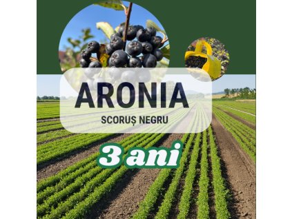 aronia3