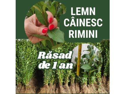 Rimin2