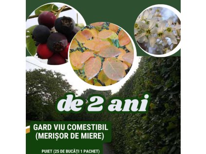 merisor2