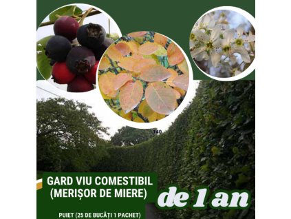 merisor1
