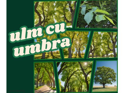 ulm