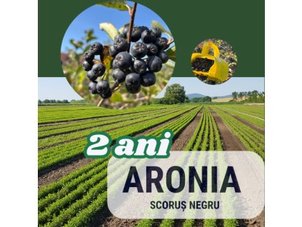 aronia2