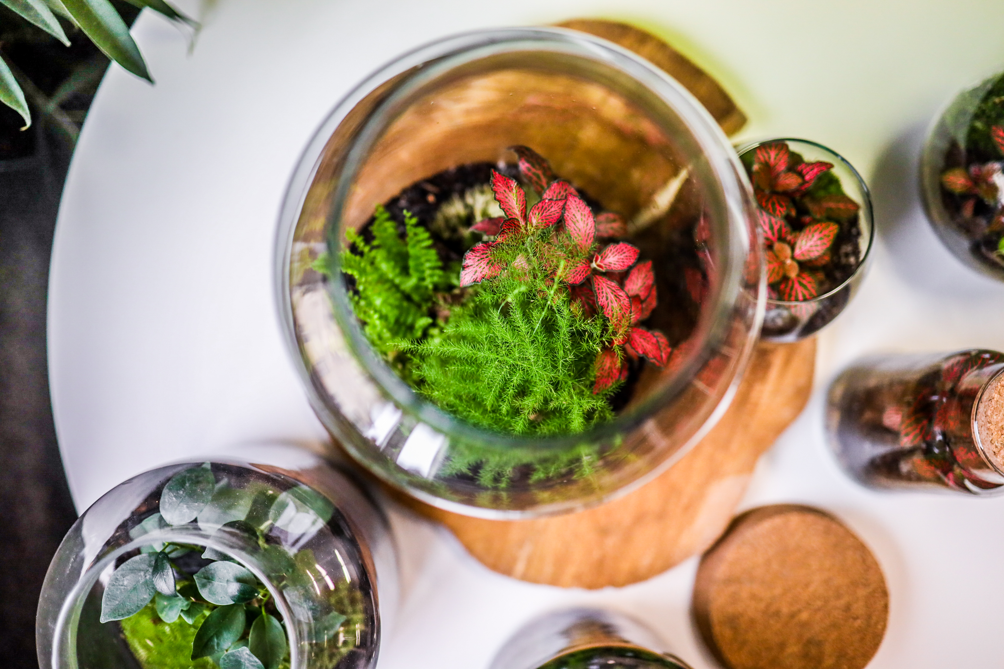 Pěstování pokojovek ve skle