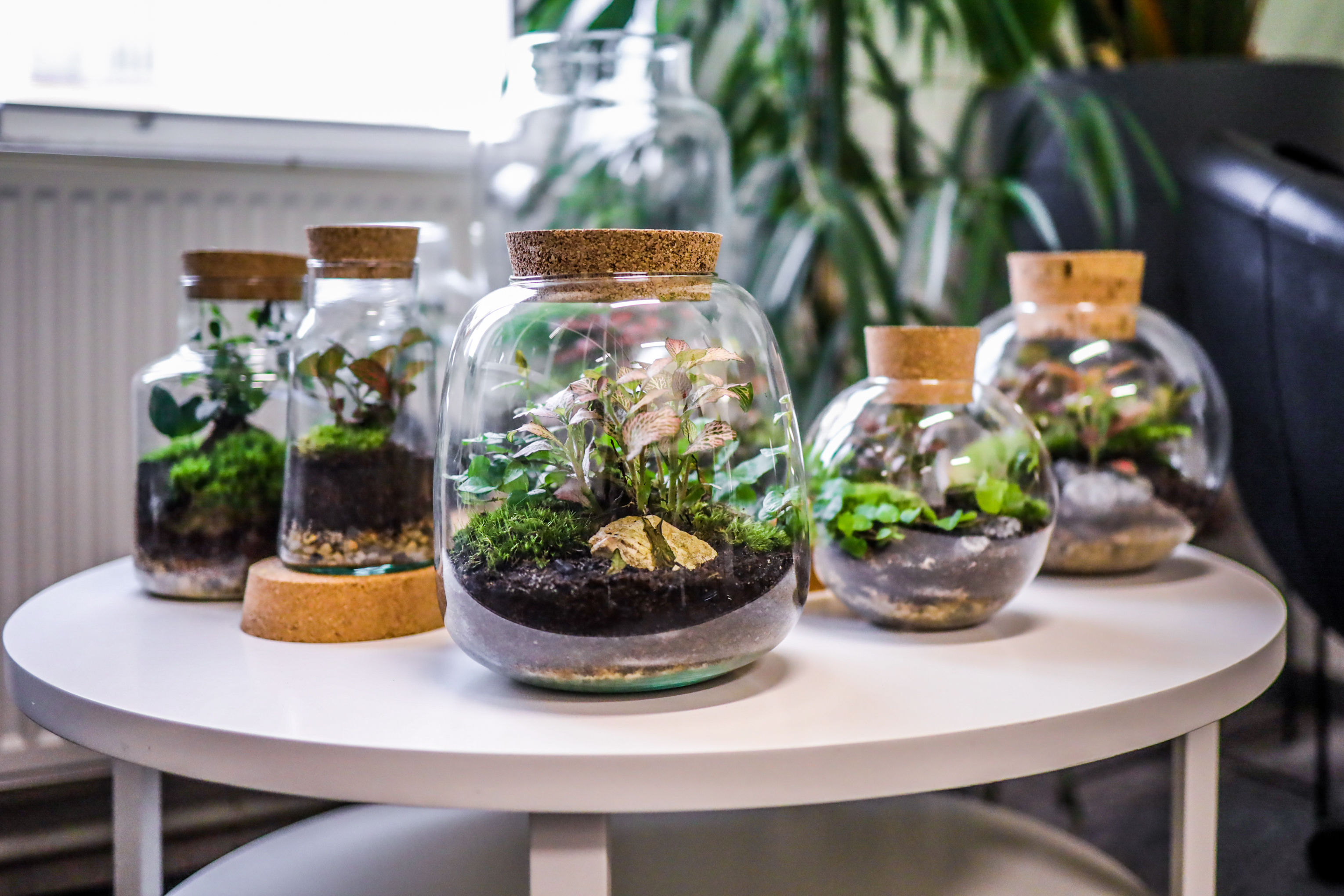 Péče o rostlinné terárium a jak ho osázet