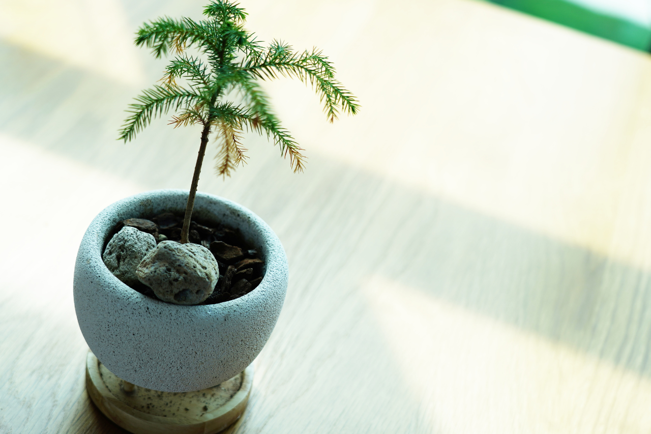 Araukárie: pokojová jedle z dávných časů, která oživí váš interiér