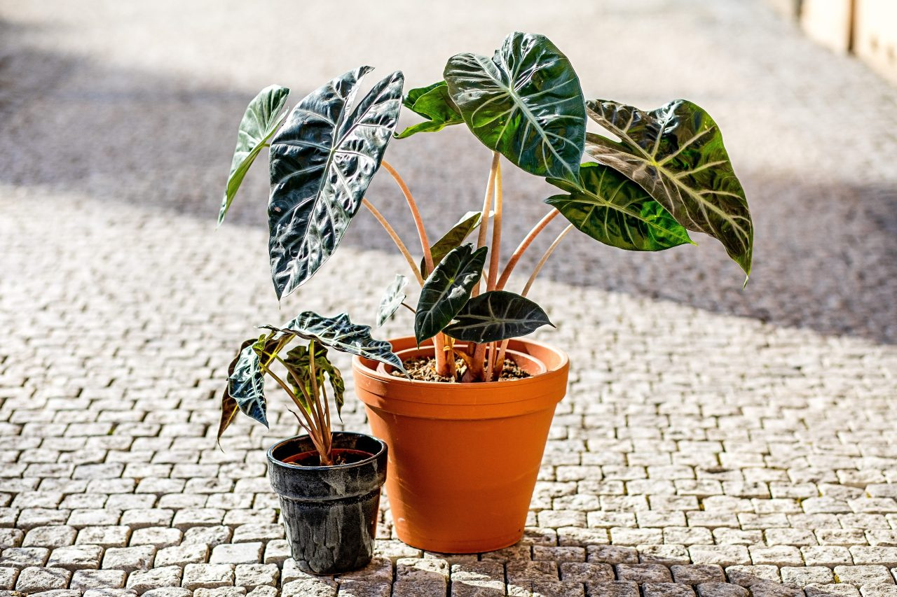 Alocasia, elegance do vašich pokojů