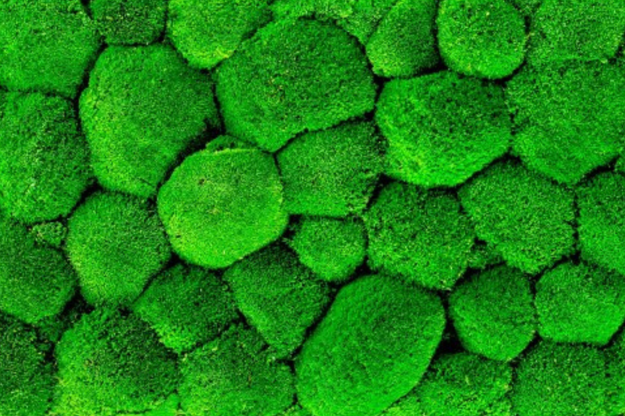 Vše o mechových obrazech