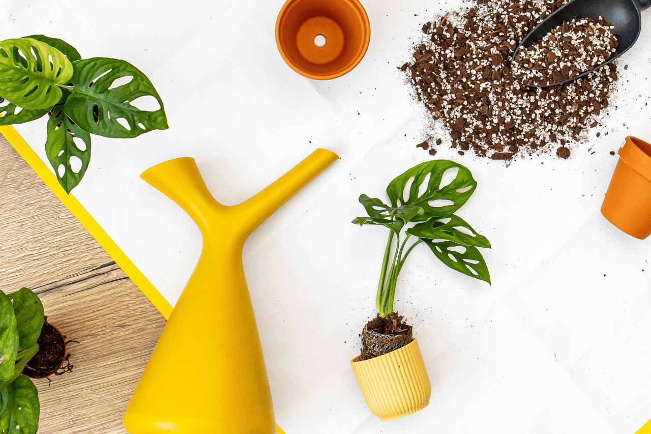 Jak pečovat o rostliny na podzim