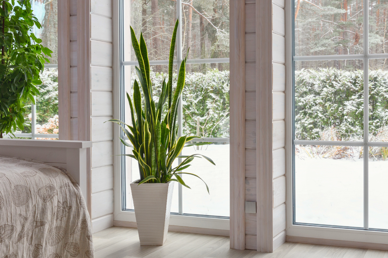 Jak pečovat o rostliny v zimě