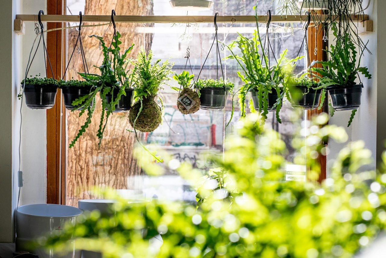 Pokojové rostliny užitečnými pomocníky