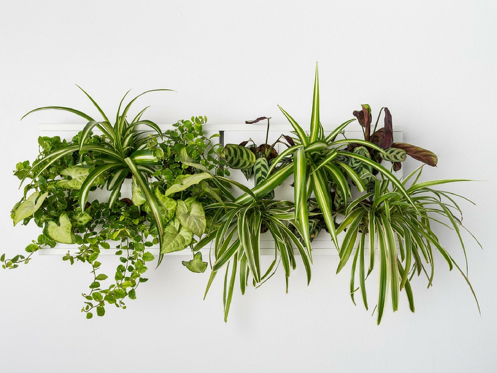 Obrazy z živých rostlin 